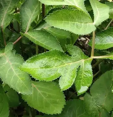 [当归批发]土当归价格58.00元/斤 - 一亩田