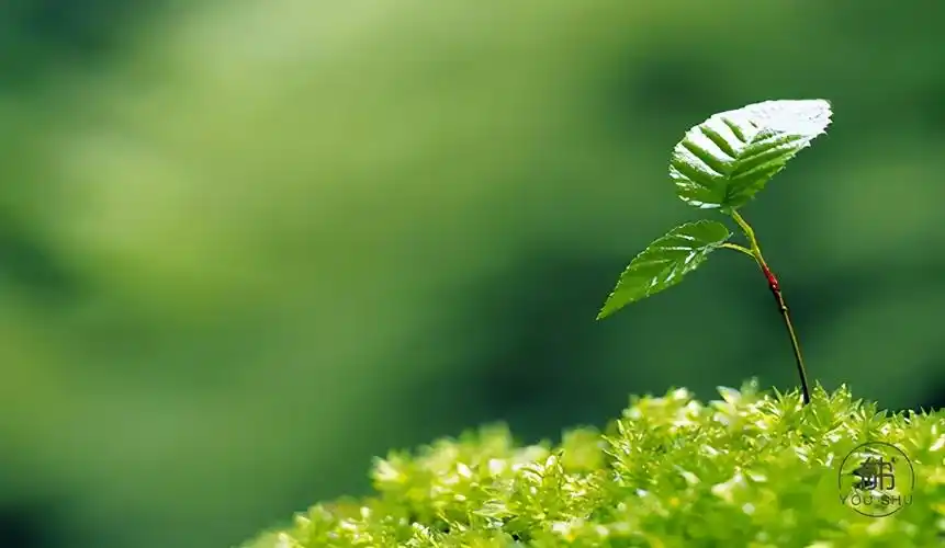 苏轼三首经典诗词道尽人生三种境界