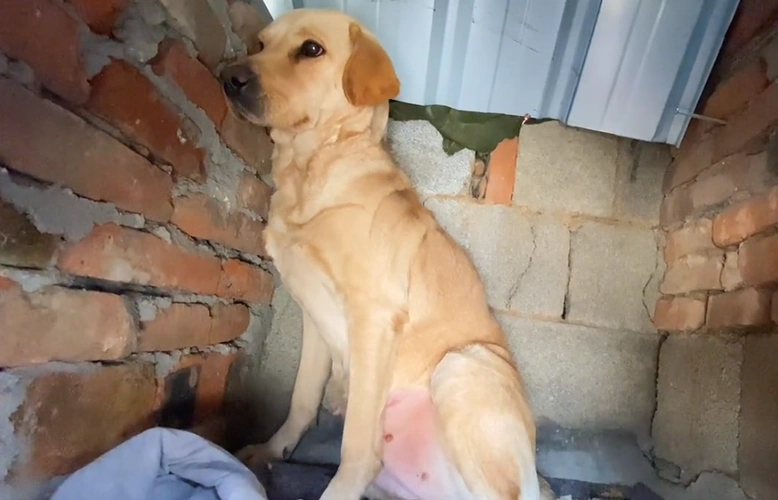 虽逃过狗肉车,可还是因受到了过度惊吓,不吃不喝_小哥_狗狗_骨头