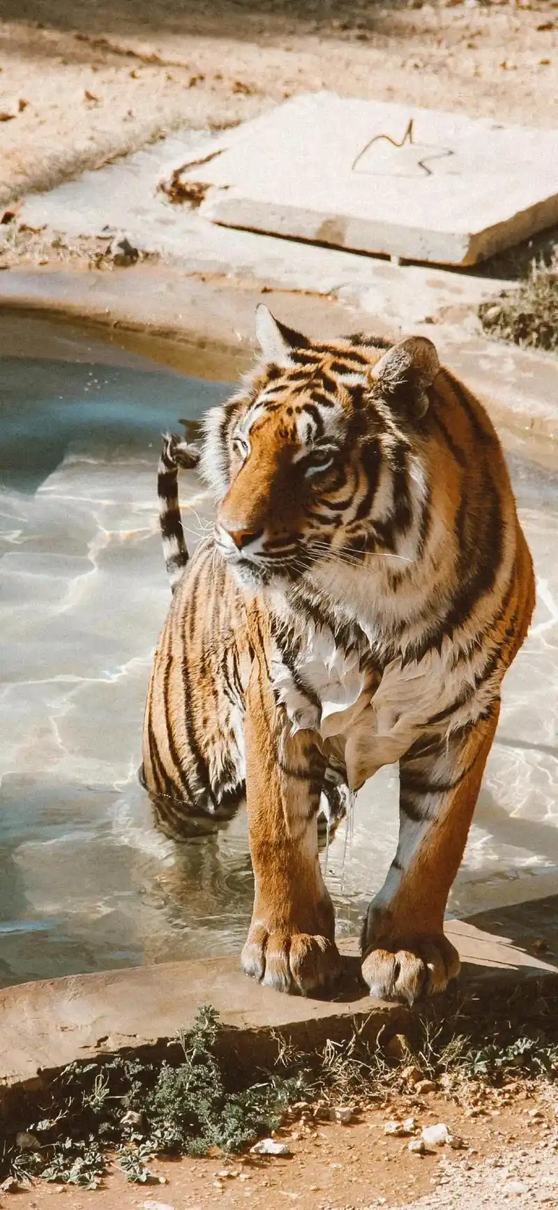 老虎91 #苹果13pro壁纸 虎年壁纸 - 抖音