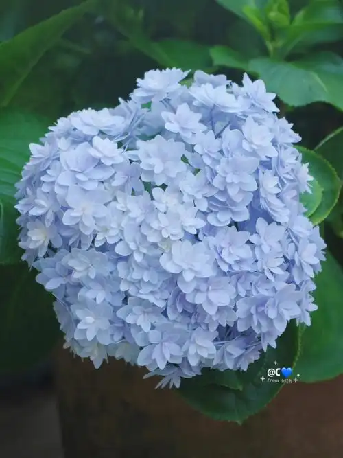 最近很喜欢的一朵绣球分享冰蓝色清凉感