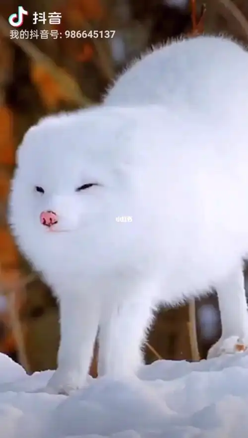 白狐_宠物_影视_动漫_动漫推荐