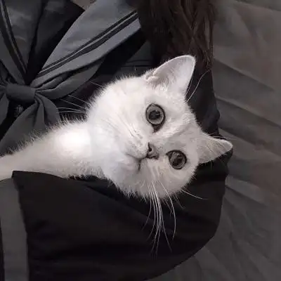 寻欢2019猫头猫猫很可爱可我喜微信头像我要个性网