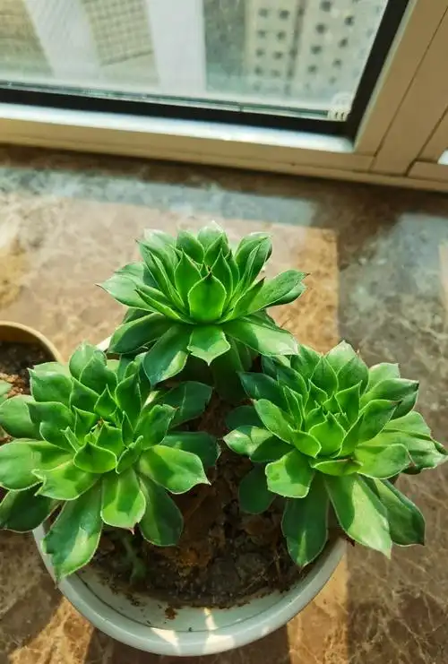 特喜欢窗台上养了两年的佛座莲.名字好!寓意好!关键是好养!