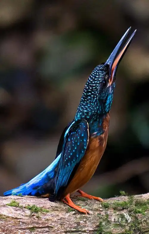 🐦斑头大翠鸟的稀有邂逅💎