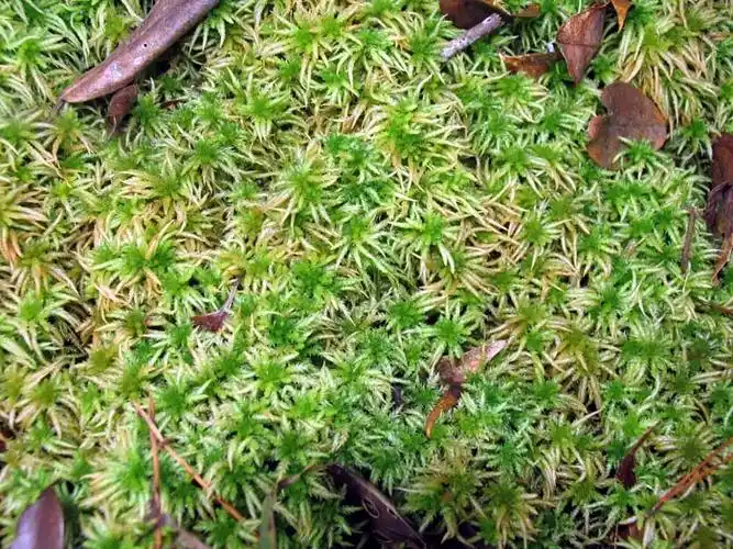 p>碎米藓科,附干藓属,主产于中国安徽,江苏等地. /p>