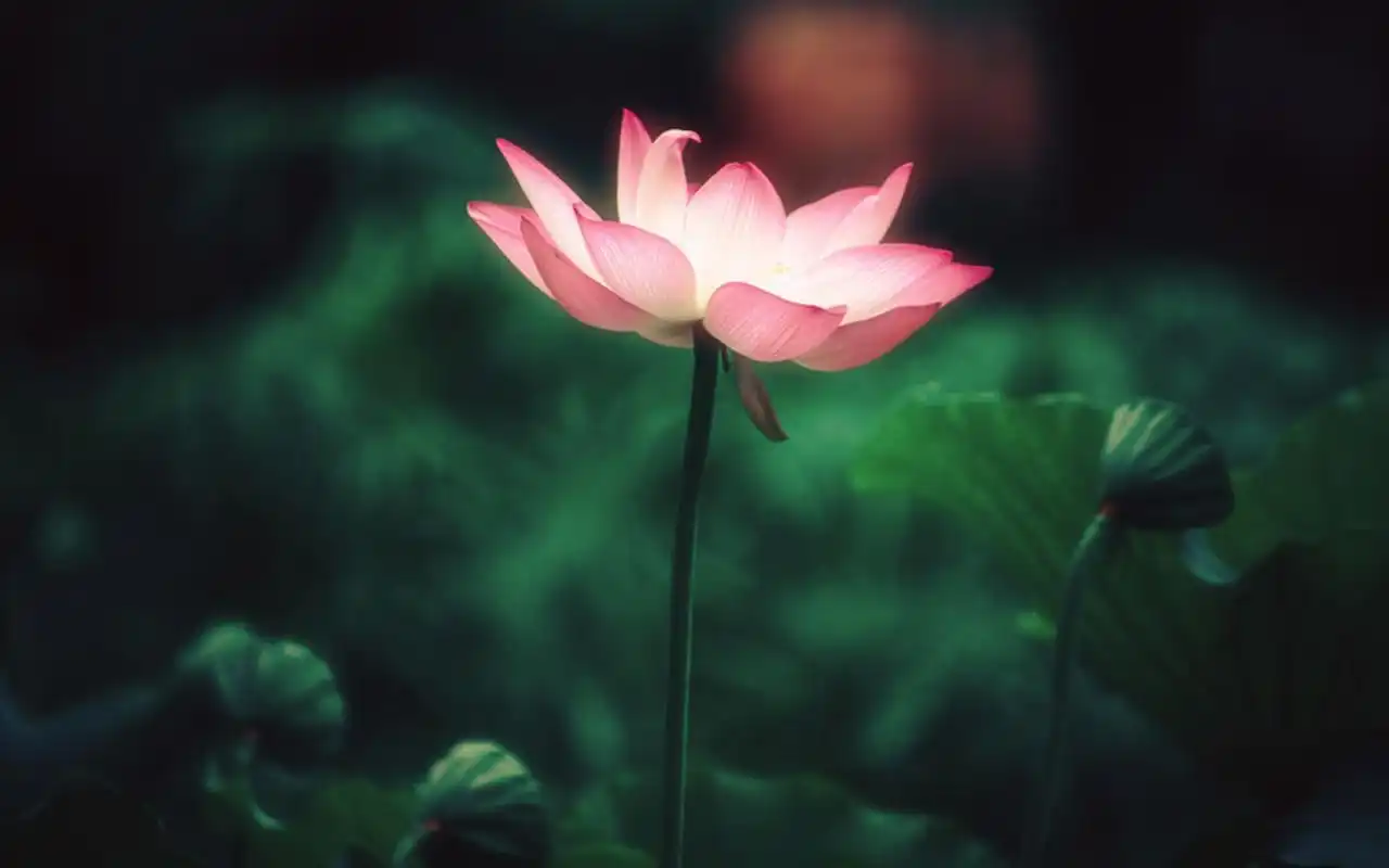 唯美荷花微距摄影图片电脑壁纸