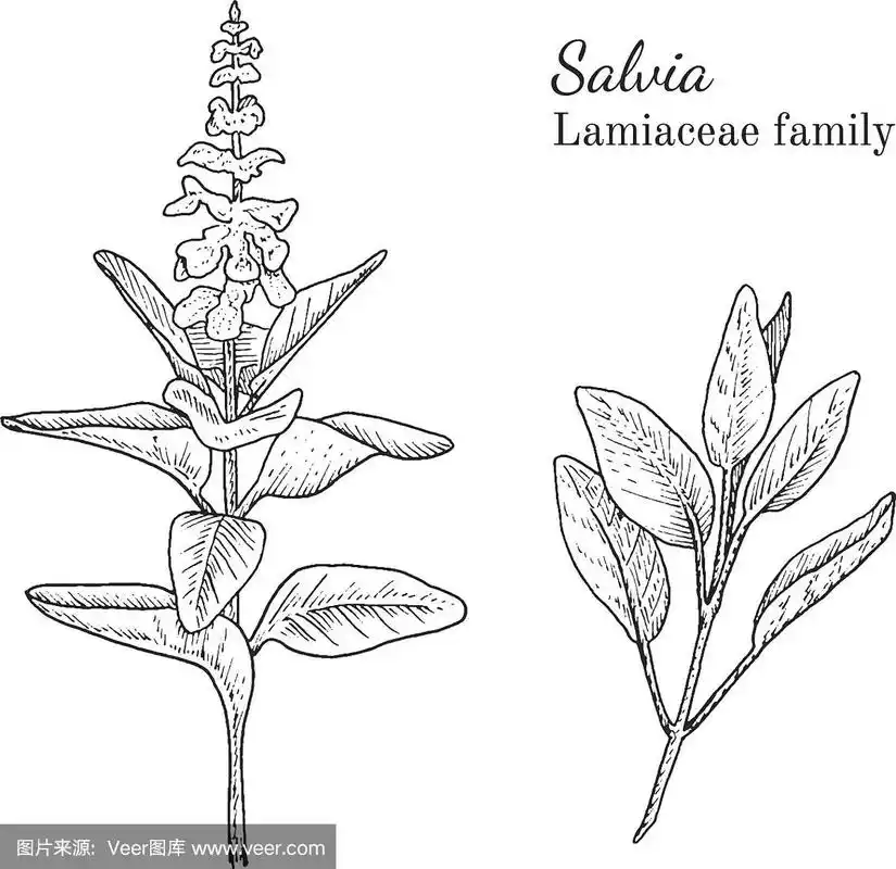 墨水鼠尾草手绘素描