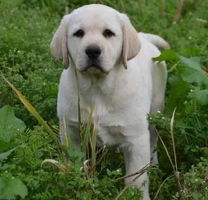 精品宠物狗拉布拉多幼犬纯种犬舍直销双血统奶白色家养中大型犬