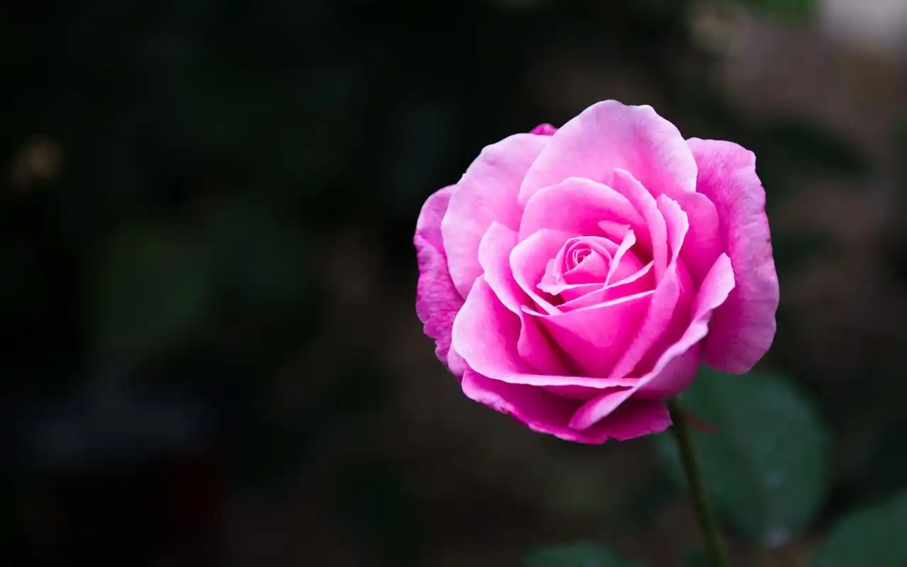 唯美意境花朵高清壁纸