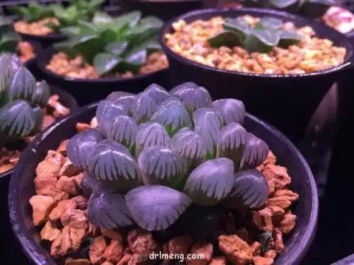 展开全部 紫姬玉露