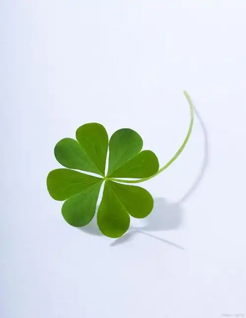 四叶草的花语及寓意四叶草,又称幸运草,是一种具有特殊意义的植物.