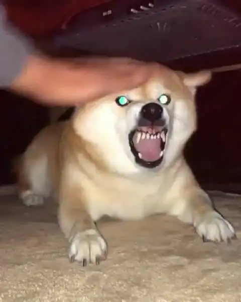 00:00 00:17 00:17 为您推荐: 一家人给狗狗唱生日快乐歌,狗砸表情亮