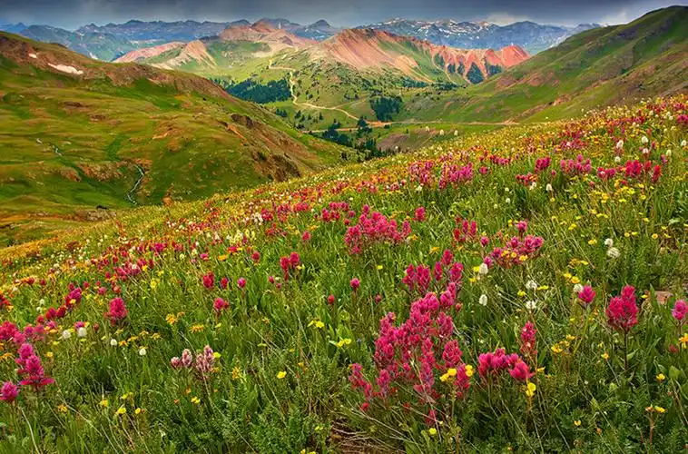 山水 花草(宽幅)【51】