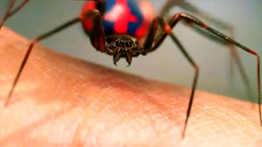 变异蜘蛛爬到男主手上狠狠咬一口,顿时获得超能力,成为超级英雄