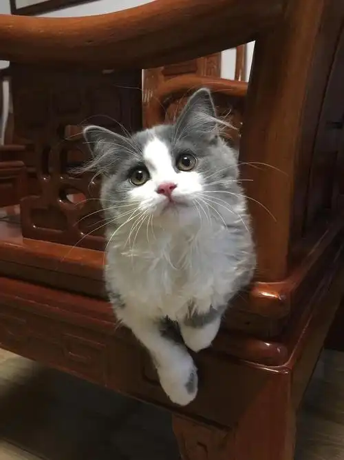 家养长毛英短蓝白妹妹找新家