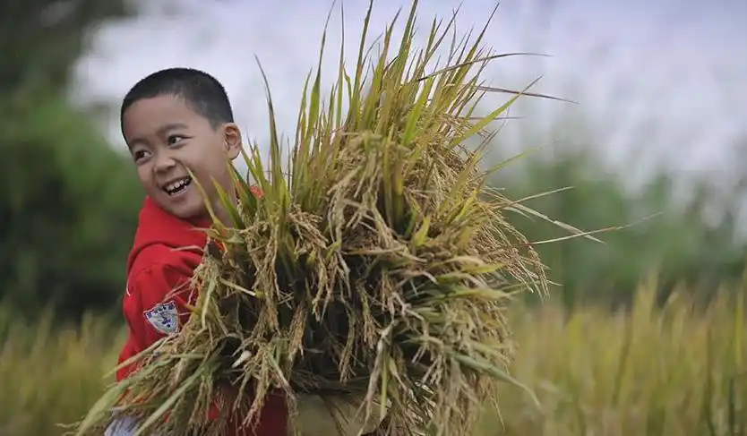 小时候的农村夏天 你干过几件事儿?