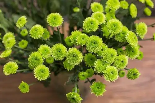 绿色的花瞧着就稀罕,到底有没有,有什么品种?