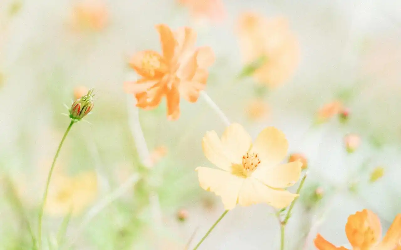 绿色护眼小清新植物高清图片壁纸