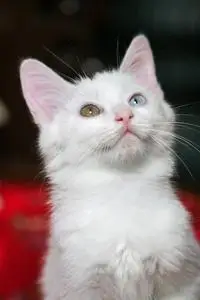 白色波斯猫图片