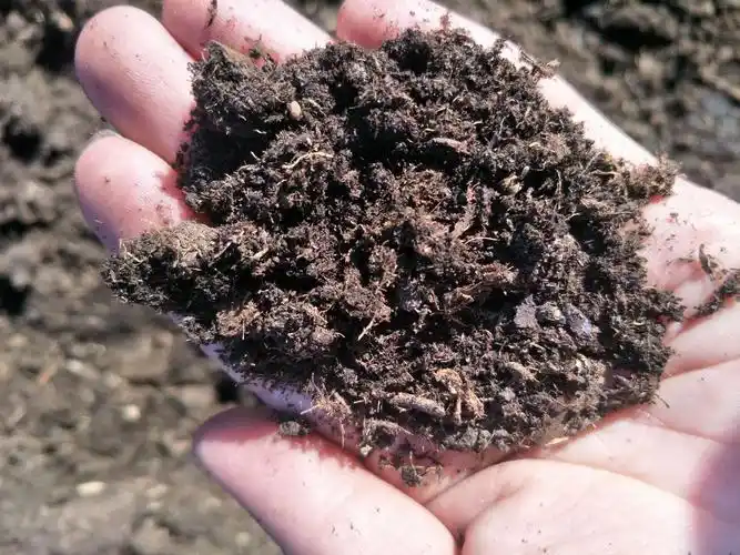 蓝莓种植草炭土,辽宁草炭土厂家批发