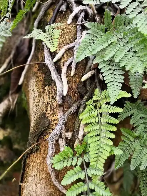 其实白毛蛇的作用还是很大的,可以把它的块采摘回去洗干净用来煲汤喝