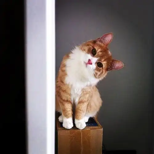 各位的崽也爱歪头杀吗放出你们歪头杀的猫咪来萌死我吧