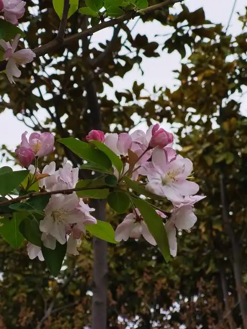 景区内的西府海棠花现在正是盛花期.
