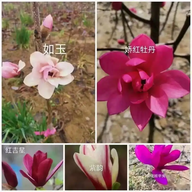 96 各种进口玉兰开始出售了: 品种:绿钻,日出,娇九,娇红 - 抖音