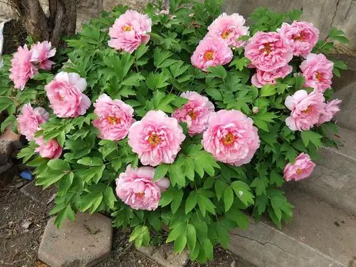 漂亮的牡丹花2019年4月