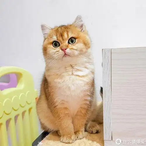 为什么英短猫能稳坐猫界头把交椅网友养了就不想换猫