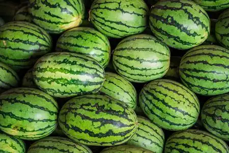 大瓜图片-大瓜素材-大瓜插画-摄图新视界