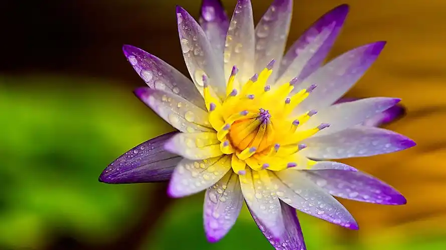 莲花,花瓣,水滴 桌布 - 1920x1080 全高清