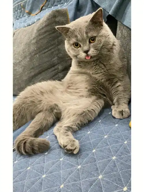 蓝猫长大后