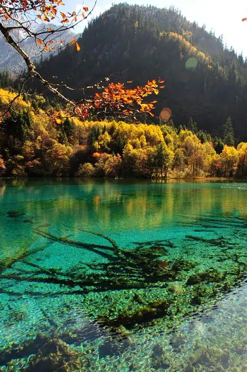 深秋时节走九寨 迷醉在如此童话世界图片785,四川省旅游景点,风景名胜