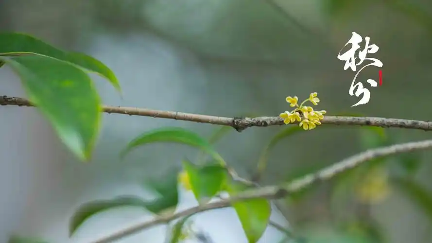 电脑壁纸 节日 节日合集 2020年秋分节气图片