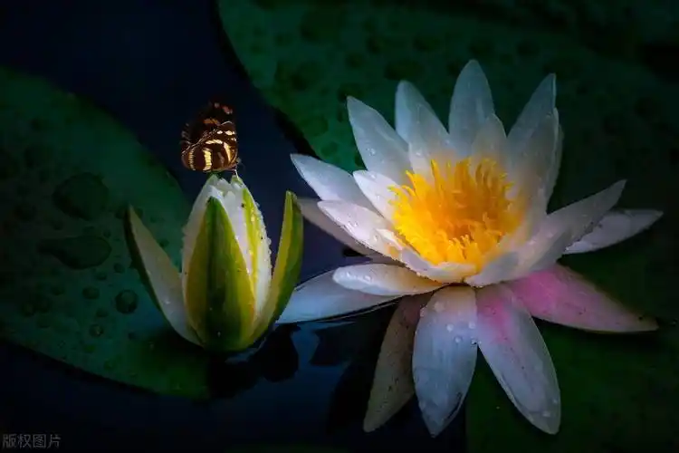 有意境文艺范的简短句子(唯美文艺有诗意的唯美文案)_思考_什么_世界