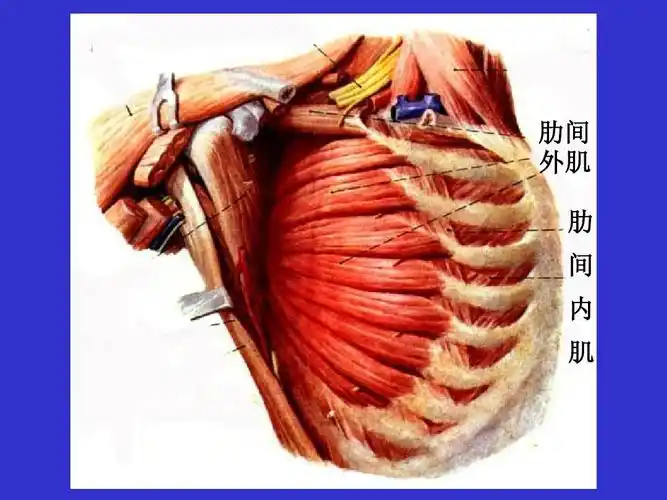 肋间 外肌 肋 间 内 肌
