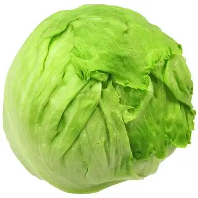 结球生菜速生包心沙拉菜蔬菜籽叶球圆形农家阳台四季家庭园艺种子