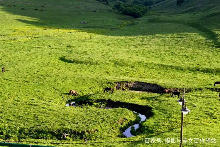 中国西北唯一高原草甸胜地大美关山草原