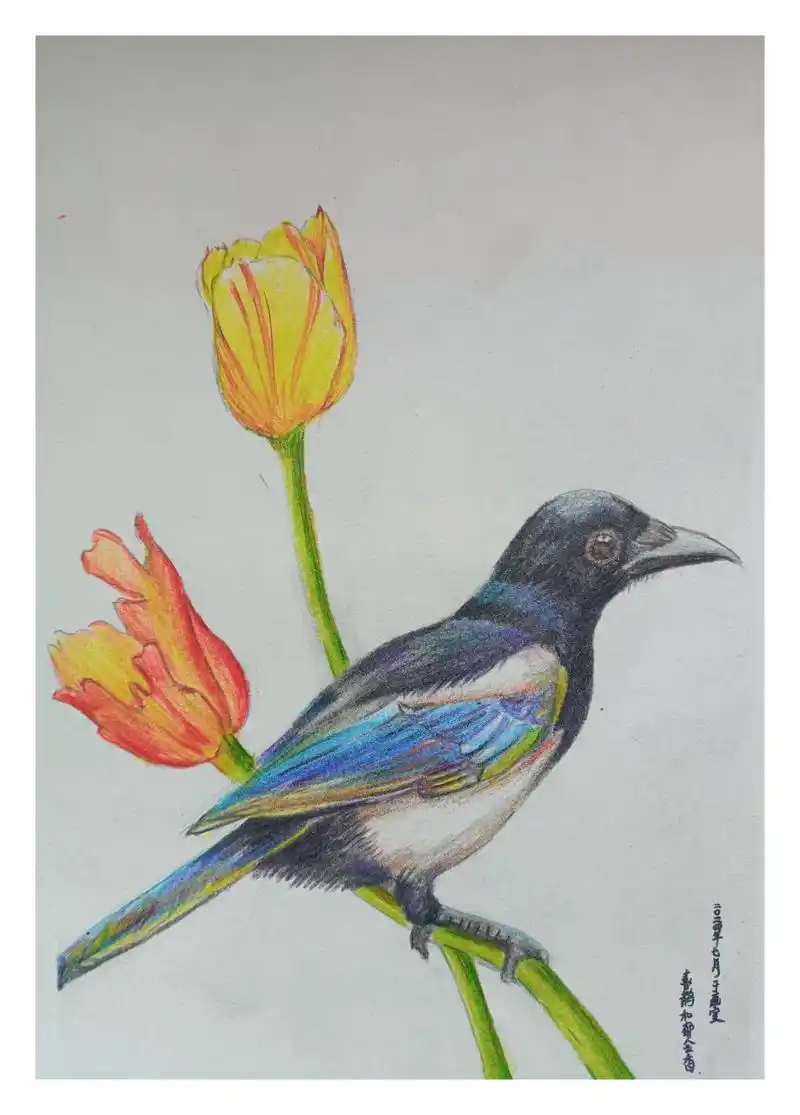彩铅# 彩铅花鸟练习