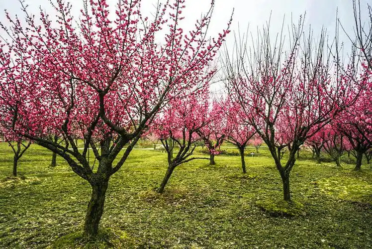 "花开海上"——我与春天,只一树梅花的距离_上海游记_途牛
