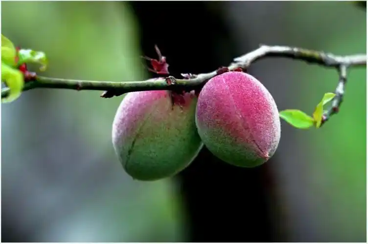 梅花之果实——梅子