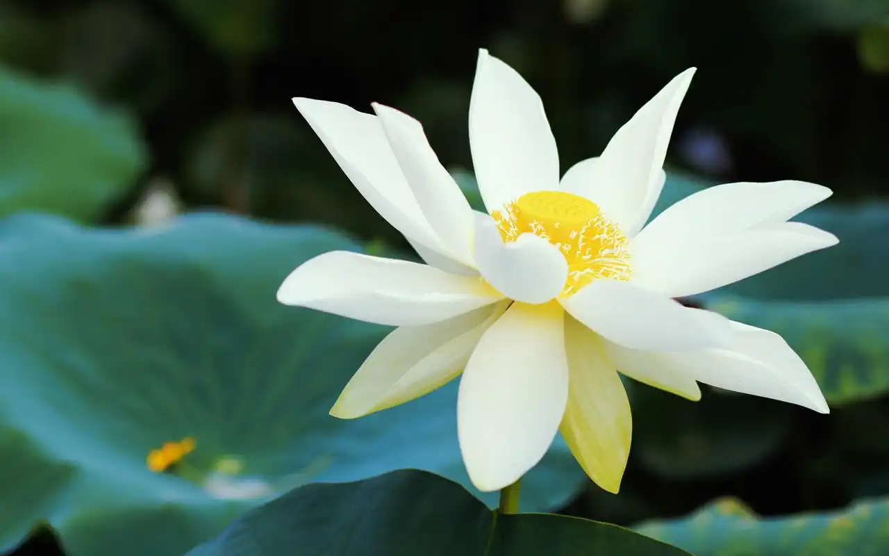 夏季美丽的荷花高清特写图片桌面壁纸 第二辑