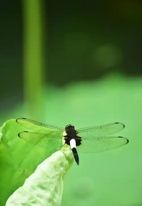 荷叶上的蜻蜓
