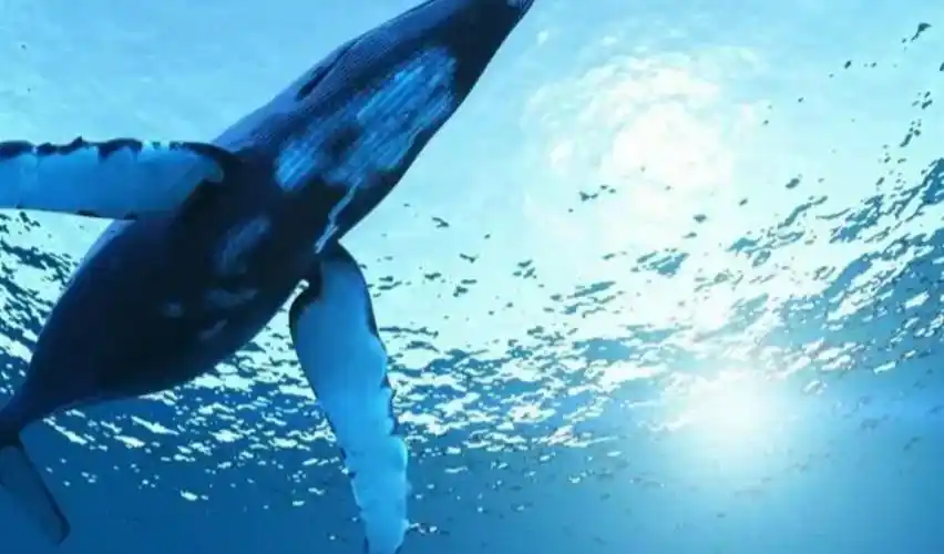 回顾日本为何执意捕杀鲸鱼并非为吃肉真正目的值得各国警惕