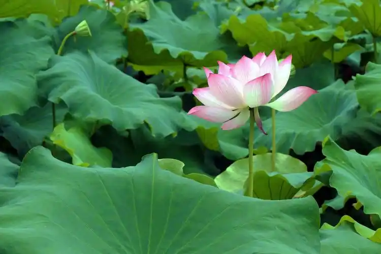 荷花入诗,唯美了整个夏天.