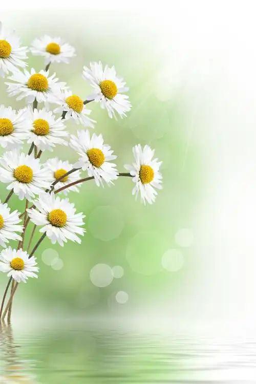 梦幻花朵图片 高清梦幻花朵图片