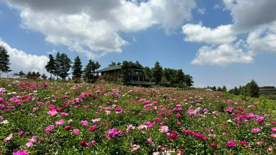 昆明最大的芍药园开园了打卡拍照好地方