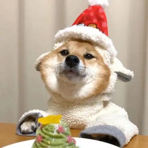 可爱柴犬卖萌头像